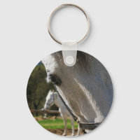 Lipizzaner