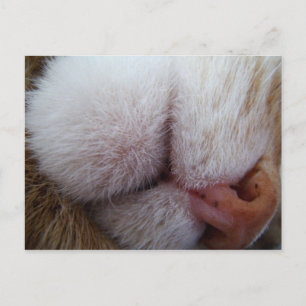 Lippen und Nase Extrem Nah Postkarte