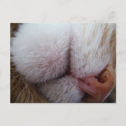 Lippen und Nase Extrem Nah Postkarte (Vorderseite)