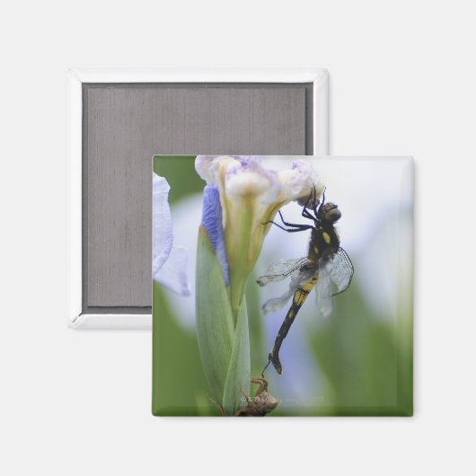 Lippenfliege Magnet (Vorderseite/Rückseite)