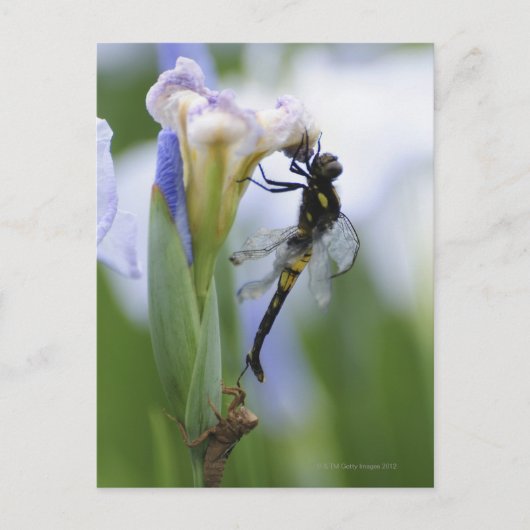 Lippenfliege Postkarte (Vorderseite)