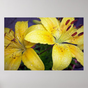 Lippenseile auf Lilies Lilly Blume Gelb Poster