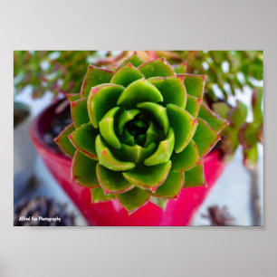 Lippenstift Echeveria Sukkulentenpflanze Poster