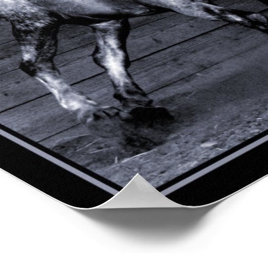 Lippizan Poster (Ecke)