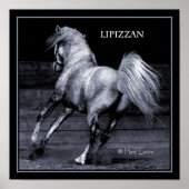 Lippizan Poster (Vorne)