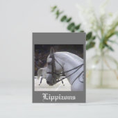 Lippizons 2009 postkarte (Stehend Vorderseite)