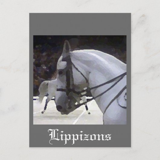 Lippizons 2009 postkarte (Vorderseite)