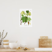 Liriodendron tulipifera poster (Küche)