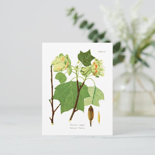 Liriodendron tulipifera postkarte (Stehend Vorderseite)