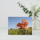 Lis tigré postkarte (Stehend Vorderseite)