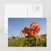 Lis tigré postkarte (Vorne/Hinten)