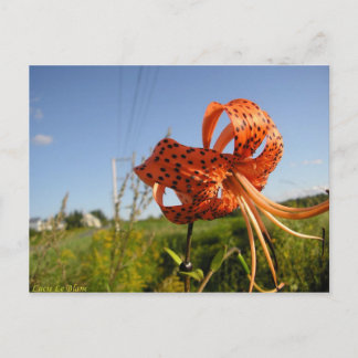Lis tigré postkarte