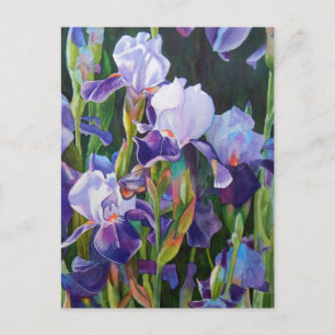 Lisas Iris Garden Postkarte