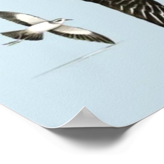 Liste britischer Seevögel Poster (Ecke)