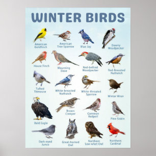 Liste der Wintervögel in den USA Poster