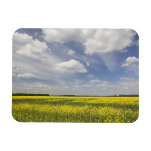 Litauen, Zentral-Litauen, Joniskis, Feld mit Magnet