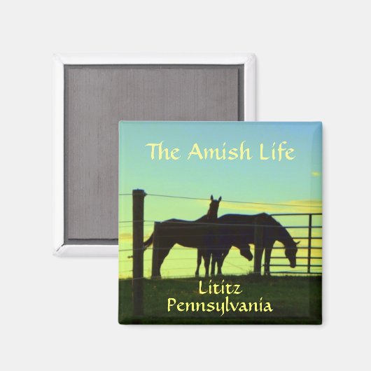 Lititz! AbendPferde bei Sonnenuntergang. Magnet (Vorderseite/Rückseite)