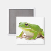 Litora Infrafrenata, Frosch Magnet (Vorderseite/Rückseite)