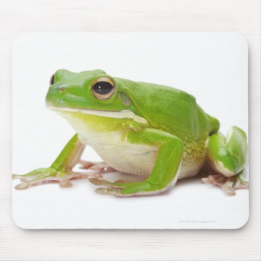 Litora Infrafrenata, Frosch Mousepad (Vorne)