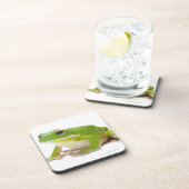 Litora Infrafrenata, Frosch Untersetzer (Rechte Seite)