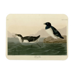 Little Auk (Dovekie) - Audubons Vögel von Amerika Magnet