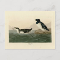 Little Auk (Dovekie) - Audubons Vögel von Amerika