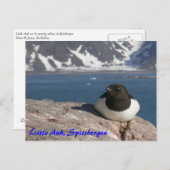 Little Auk Spitsbergen Postkarte (Vorne/Hinten)