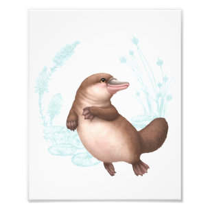 Little Aussie Friends - Platypus Fotodruck