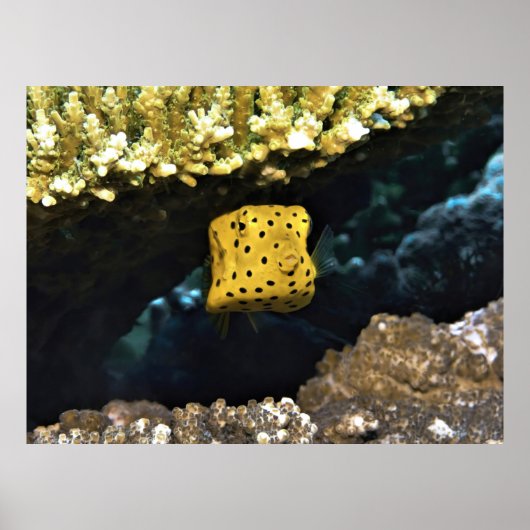 Little Baby Boxfish Poster (Vorne)