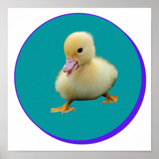 Little Baby Duck Poster