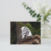 Little Ballerina Postkarte (Stehend Vorderseite)