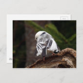 Little Ballerina Postkarte (Vorne/Hinten)