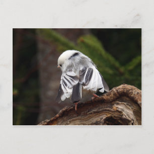 Little Ballerina Postkarte