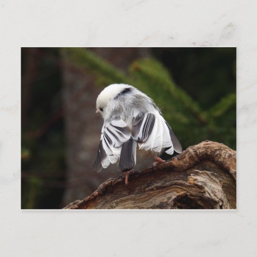 Little Ballerina Postkarte (Vorderseite)