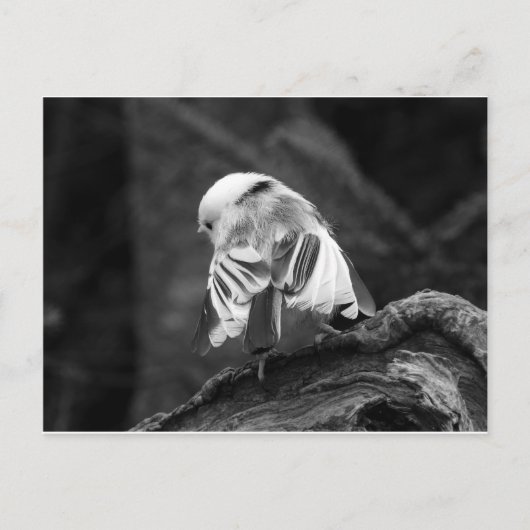 Little Ballerina Postkarte (Vorderseite)