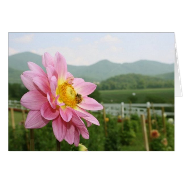 Little Bee Big World (Vorderseite (Horizontal))