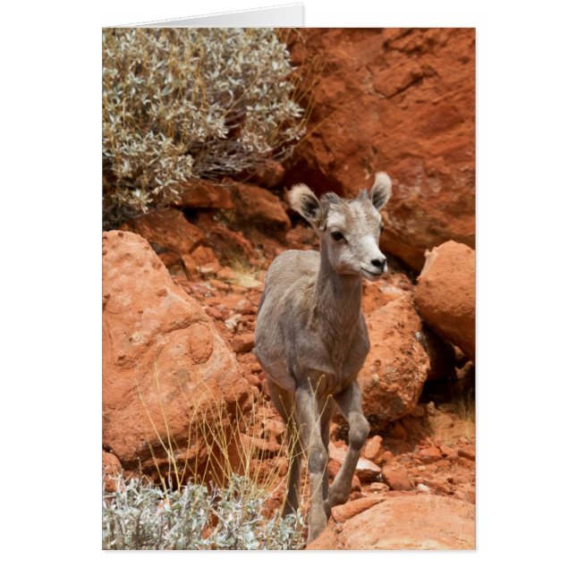 Little Big Horn (Vorne)