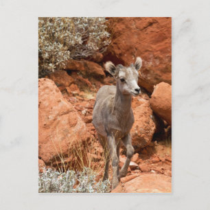 Little Big Horn Postkarte