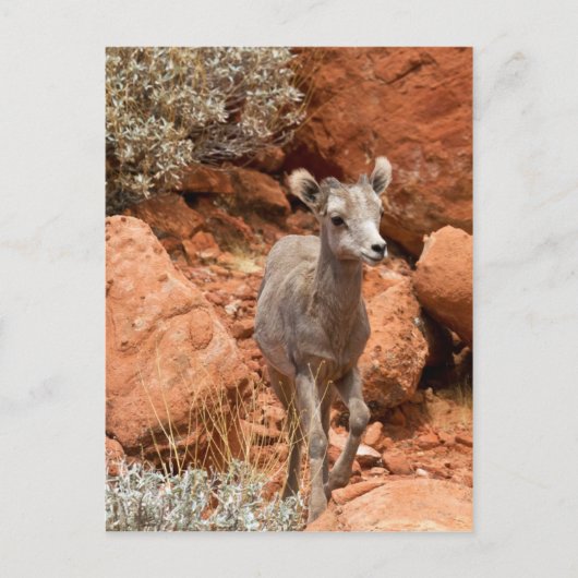 Little Big Horn Postkarte (Vorderseite)