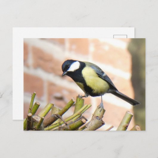 Little Bird auf Top Nah Up DIY Postkarte (Vorne/Hinten)