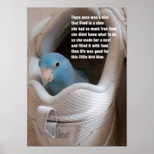 Little Bird Blue Pazifik Parrotlet in einer Schuhp Poster