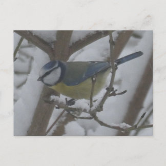 Little Bird Close Up in Snow DIY Postcard Feiertagspostkarte