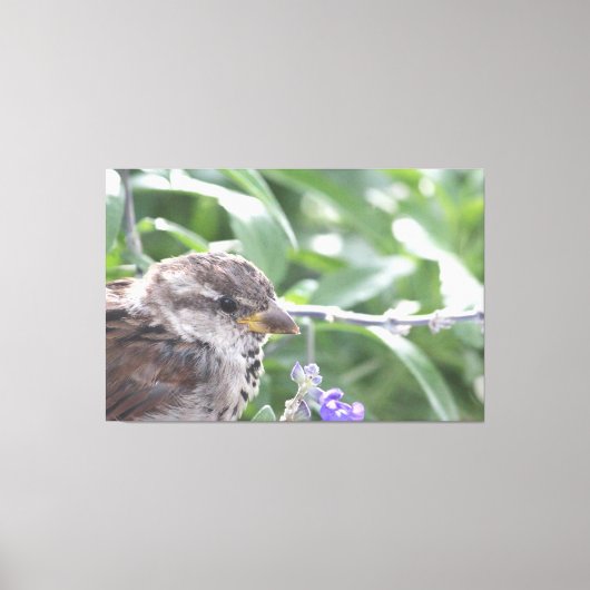 Little Bird Leinwand Art (Vorderseite)