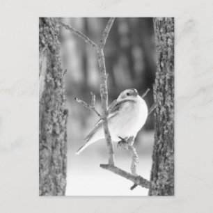 Little Bird Postkarte