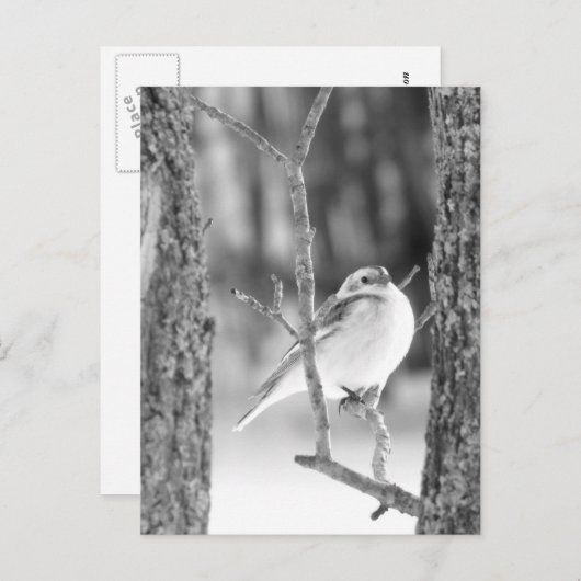 Little Bird Postkarte (Vorne/Hinten)