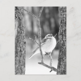 Little Bird Postkarte