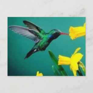 Little Bird Postkarte