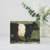 Little Black Beltie Calf Postkarte (Stehend Vorderseite)