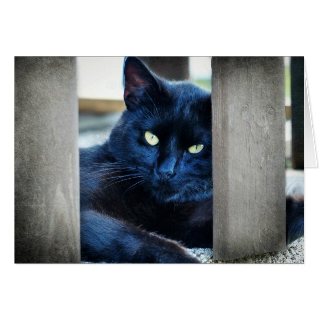 Little Black Kitty (Vorderseite (Horizontal))