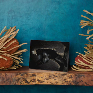 Little Black Kitty Fotoplatte